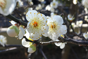 ２月　早春