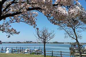 ４月　桜と木場潟湖