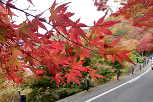１１月　秋のいろどり