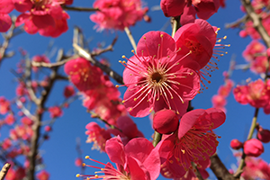 ２月　春の訪れ