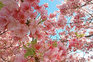 ３月　河津桜