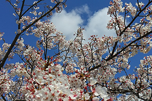 ４月　桜とハートの雲