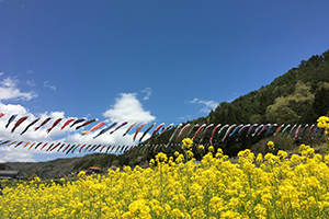 ５月　鯉のぼりと菜の花
