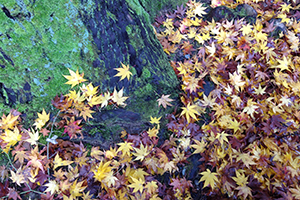 １１月　紅葉