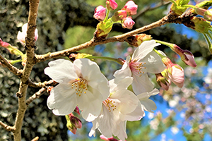 ４月　仲間待ちの桜