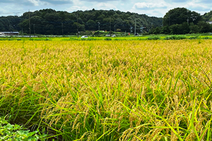 ９月　もうすぐ稲刈り<