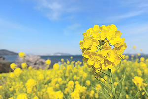 ３月　菜の花畑"