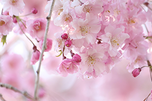 ４月　桜<