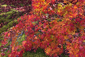 １１月　紅葉