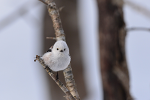1月　雪の妖精