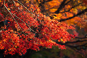 １１月　紅葉