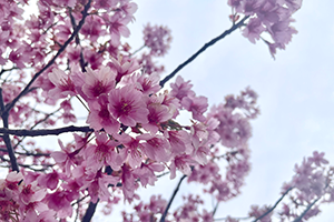 ３月　曇り空と桜