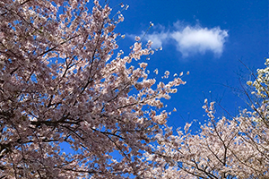 ４月　ゆったりした春空<