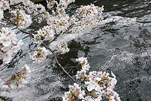 ４月　桜
