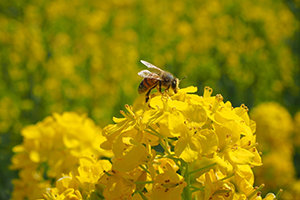 ５月　菜の花畑