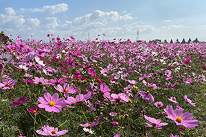 １０月　一面のコスモス